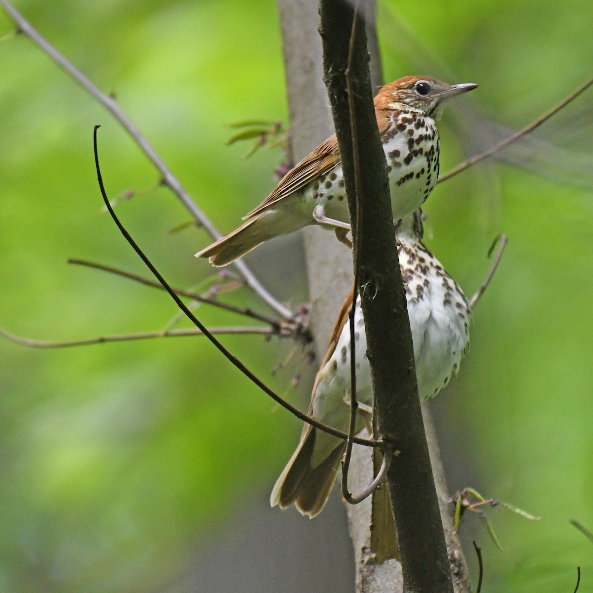 Wood Thrush - Laura  Wolf