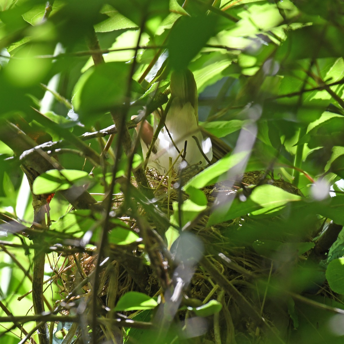 Wood Thrush - ML615779417