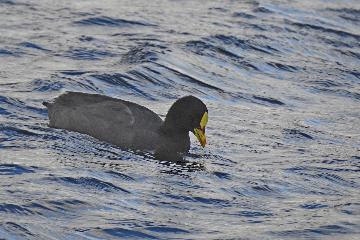 Red-gartered Coot - ML615779462