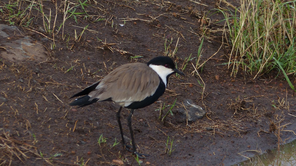 Spur-winged Lapwing - ML615779473