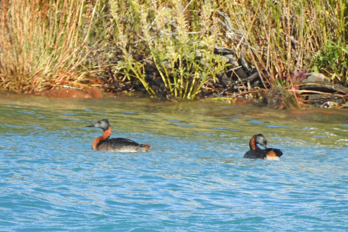 Great Grebe - Chi-Lien (綺蓮) Hsueh (薛)