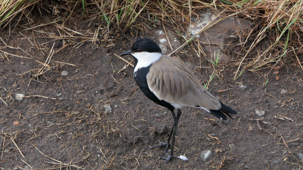 Spur-winged Lapwing - ML615779523