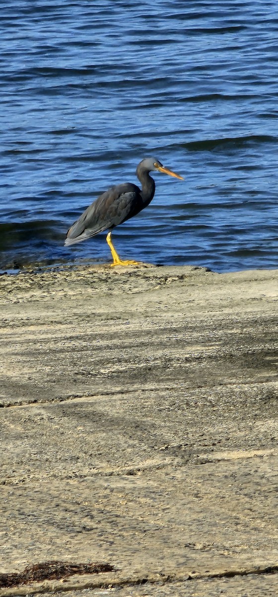 Pacific Reef-Heron - Hitomi Ward