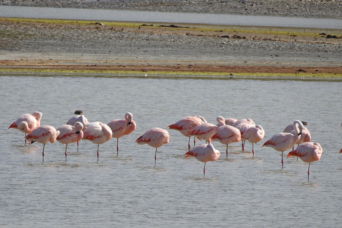 Chilean Flamingo - ML615779567