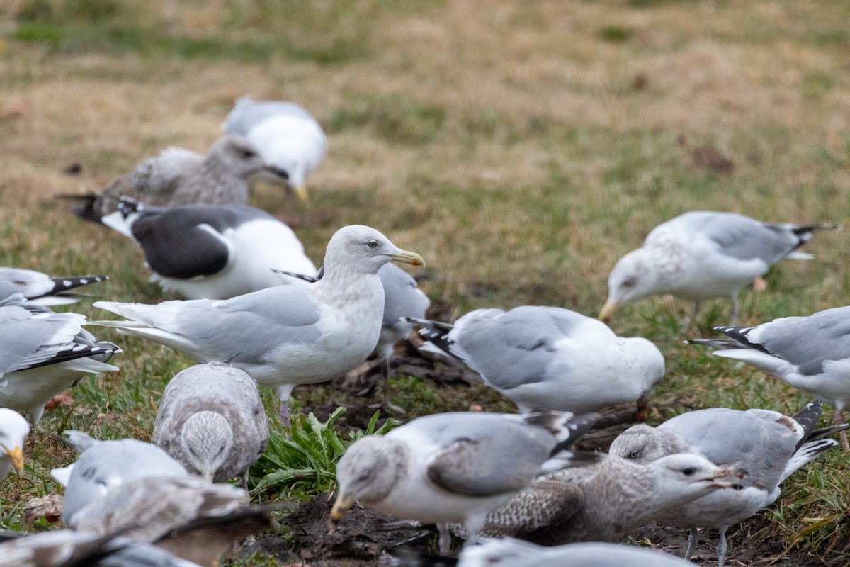 racek polární (ssp. kumlieni) - ML615779574