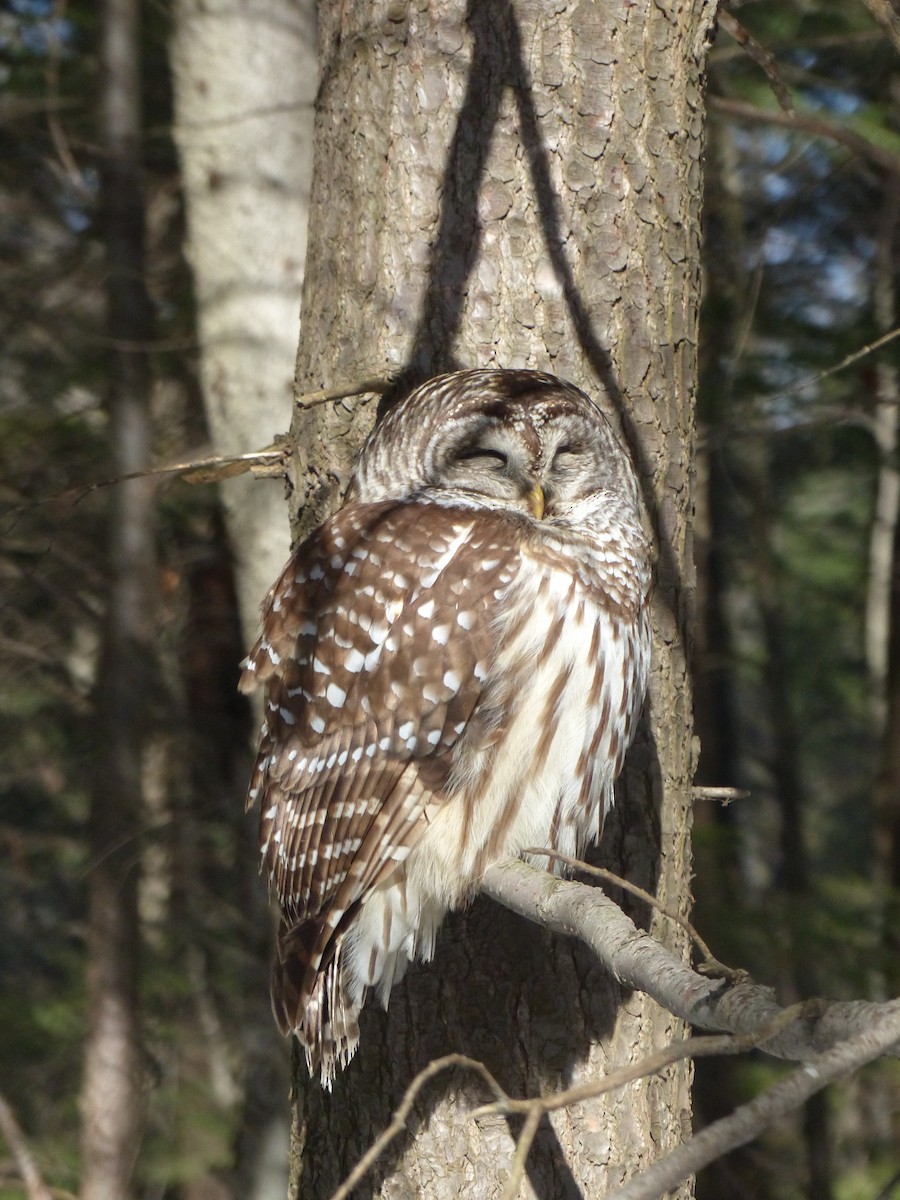 Barred Owl - ML615779575