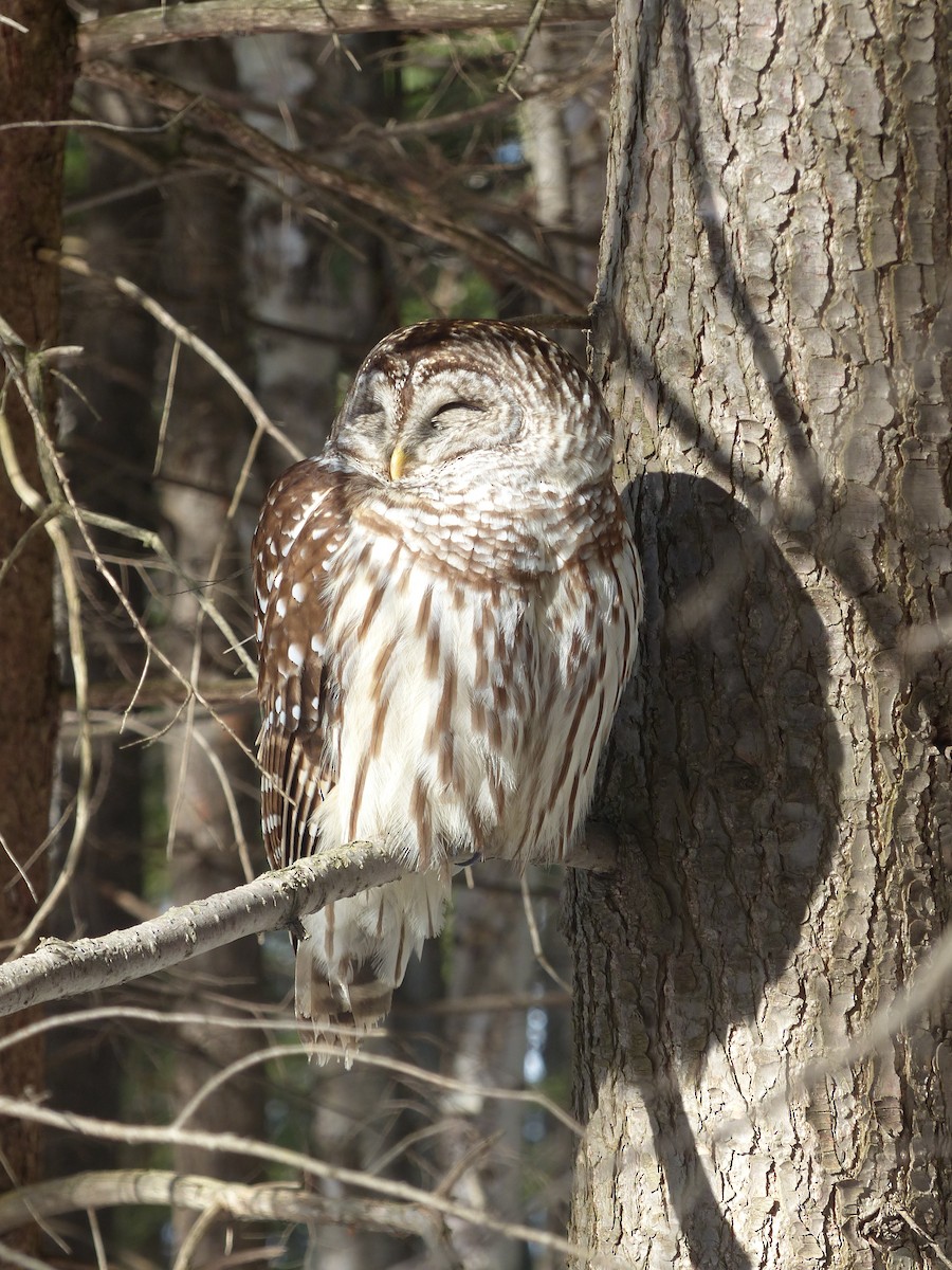 Barred Owl - André Chiasson