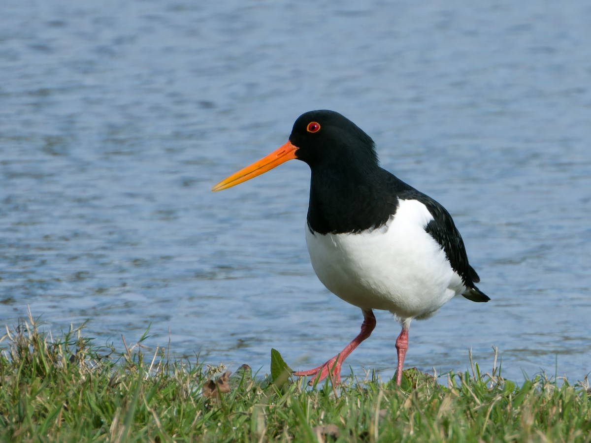 Eurasian Oystercatcher - Rutger Koperdraad