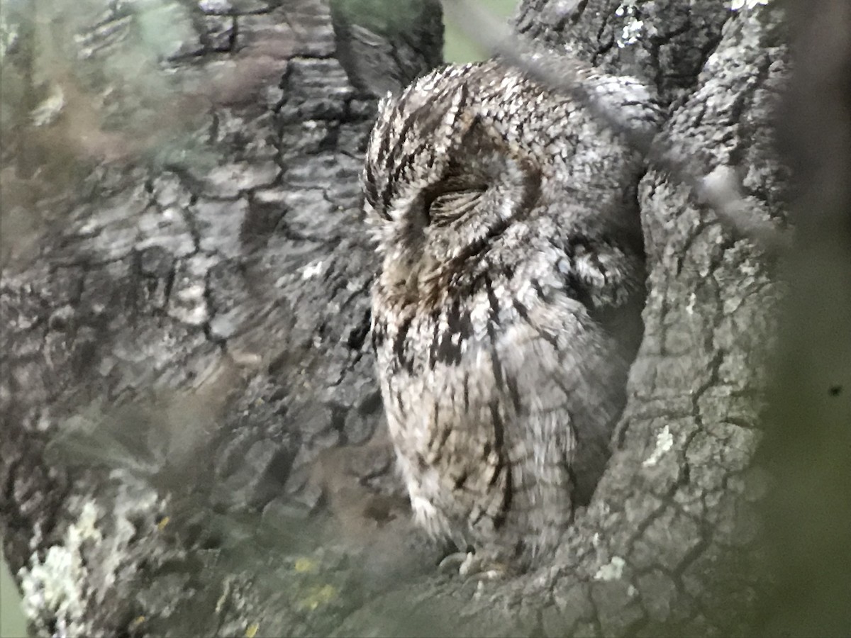 Whiskered Screech-Owl - Jason Horn
