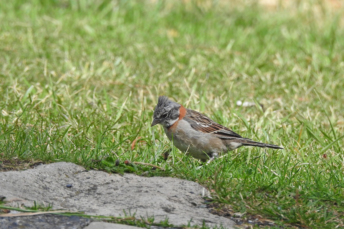 Rufous-collared Sparrow - ML615779720