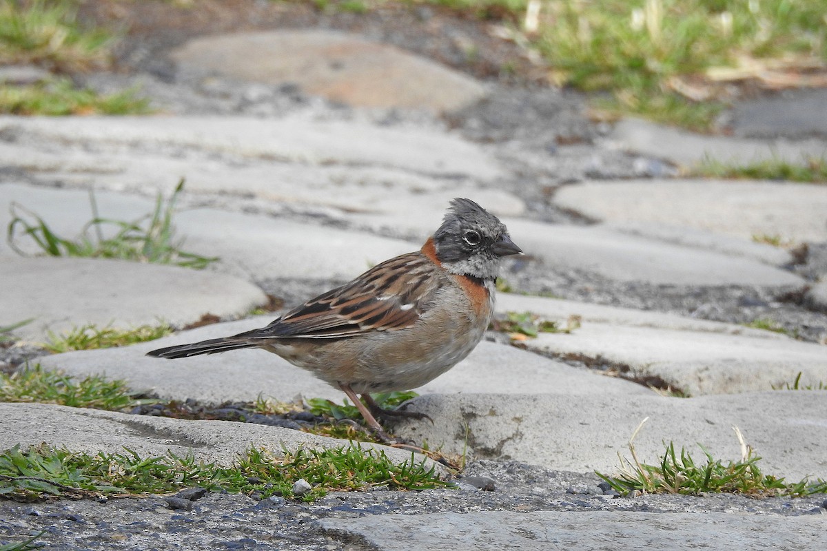 Rufous-collared Sparrow - ML615779721