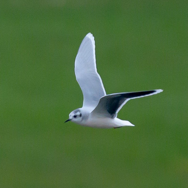 Little Gull - Phil Bishop