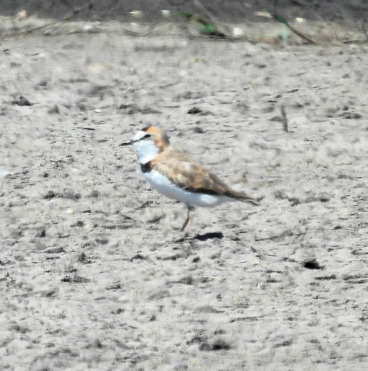 Collared Plover - Gustavo Ribeiro