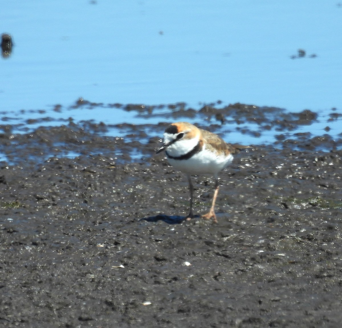 Collared Plover - Gustavo Ribeiro