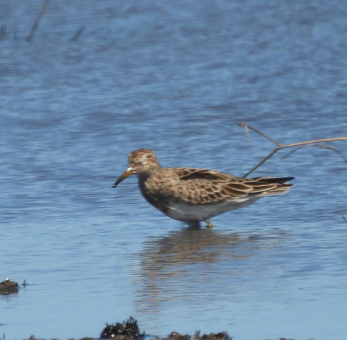 Pectoral Sandpiper - ML615779896