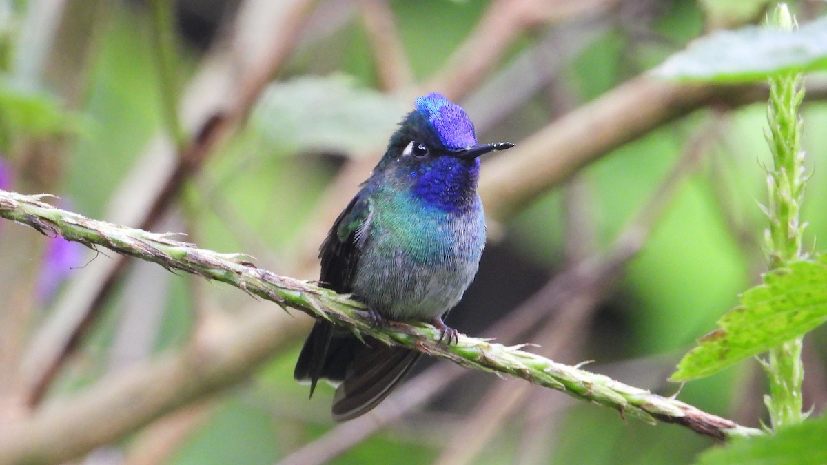 Violet-headed Hummingbird - ML615779927