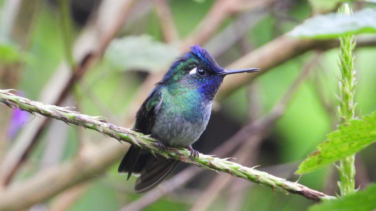 Violet-headed Hummingbird - ML615779928