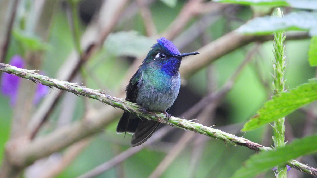 Violet-headed Hummingbird - ML615779929