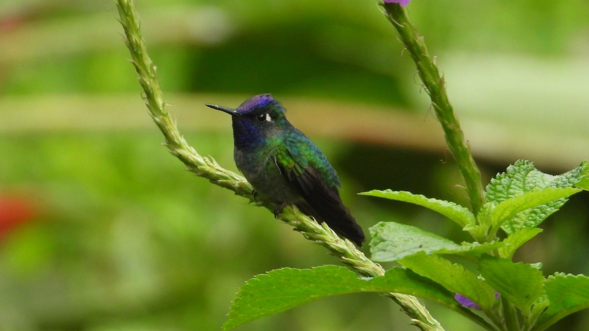 Violet-headed Hummingbird - ML615779940