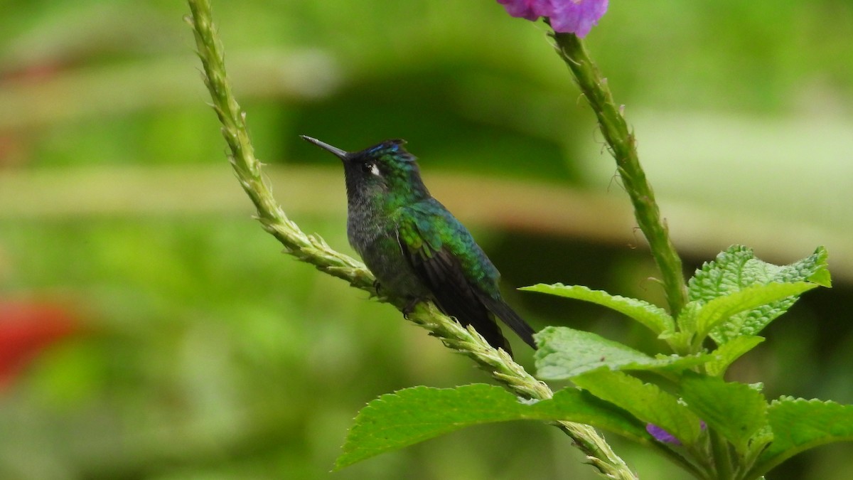 Violet-headed Hummingbird - Dan J. MacNeal