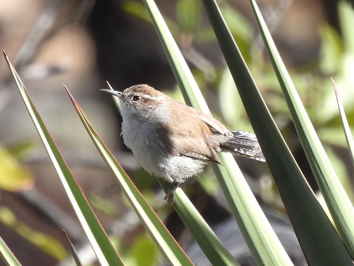 Bewick's Wren - ML615779953