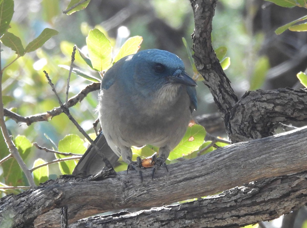 Mexican Jay - ML615779970