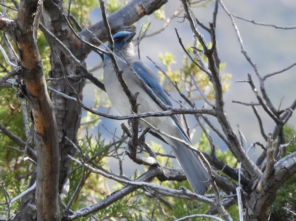 Mexican Jay - ML615779971