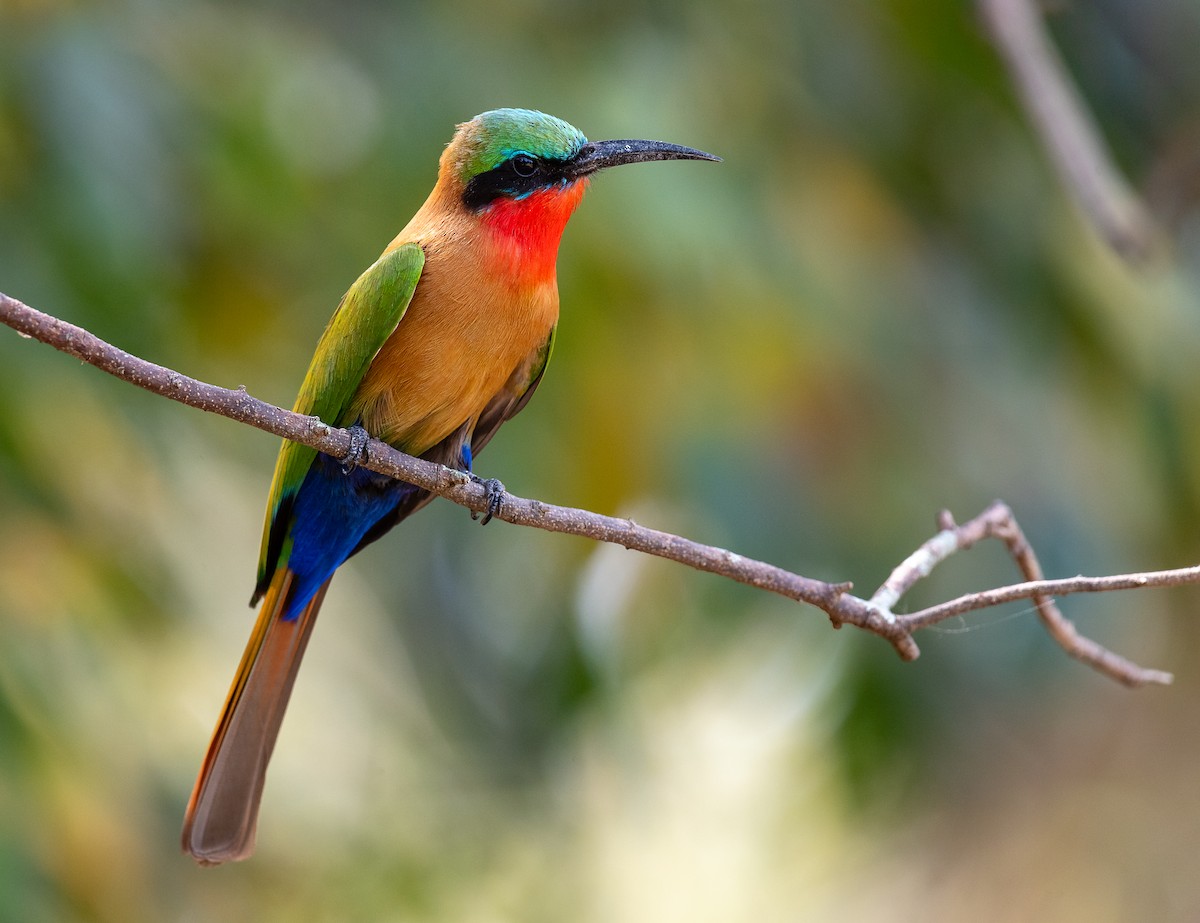 Red-throated Bee-eater - ML615779980