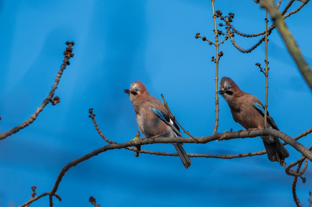 Eurasian Jay - ML615780039