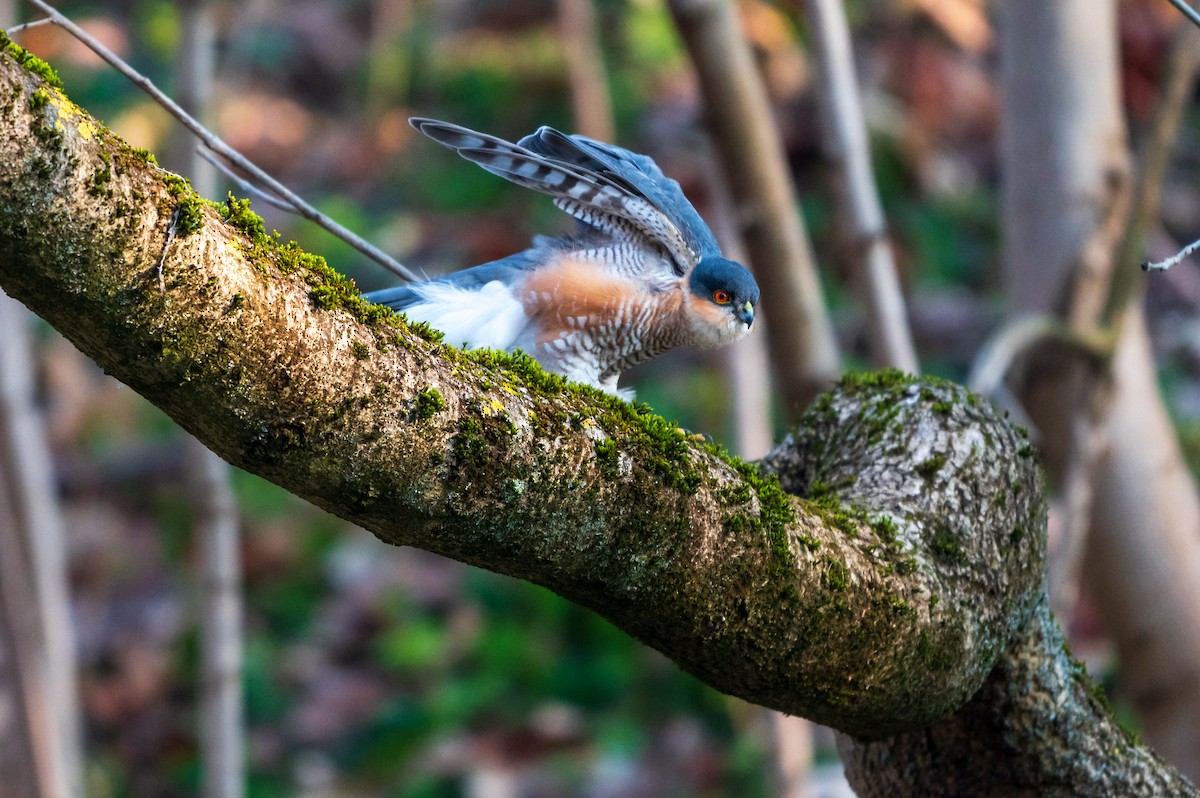 Eurasian Sparrowhawk - Frank Seyfarth