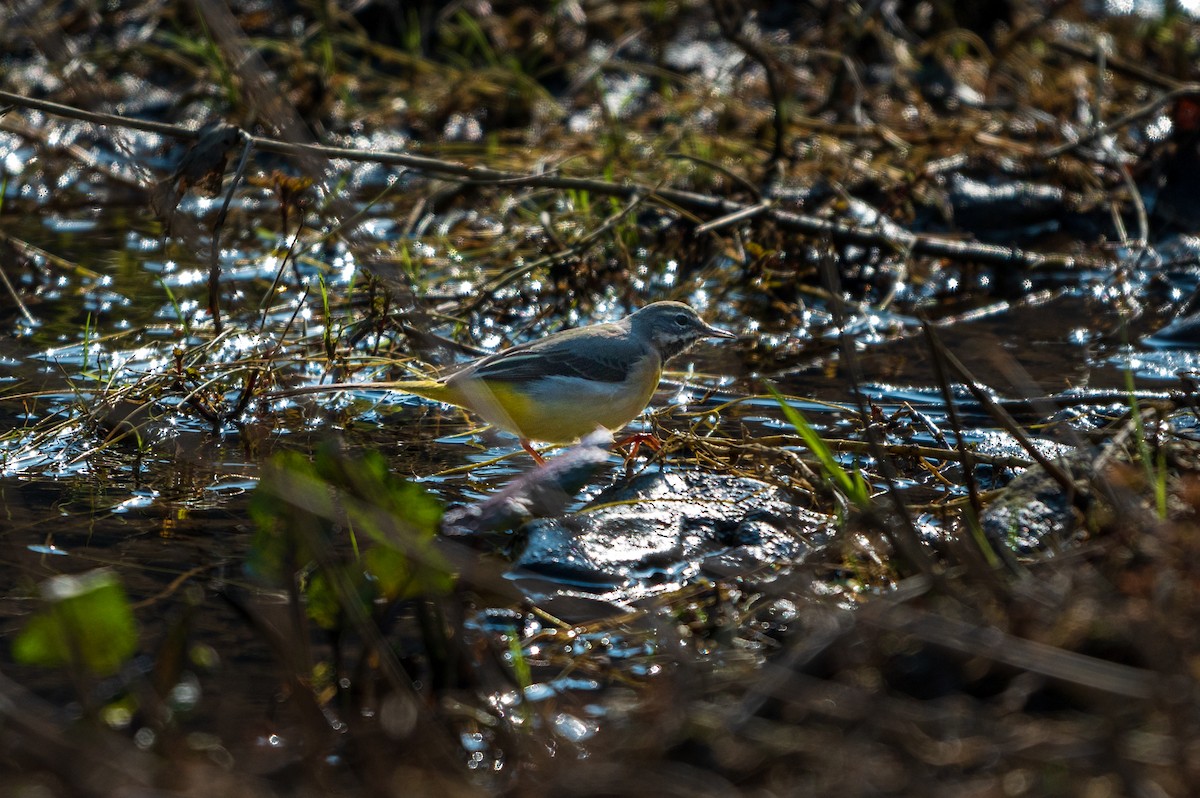 Gray Wagtail - ML615780058