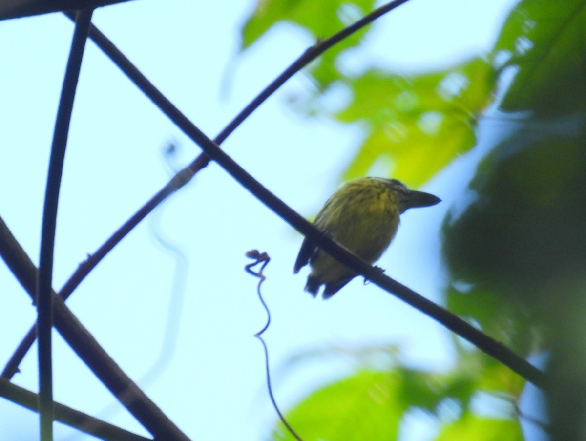 Painted Tody-Flycatcher - ML615780077