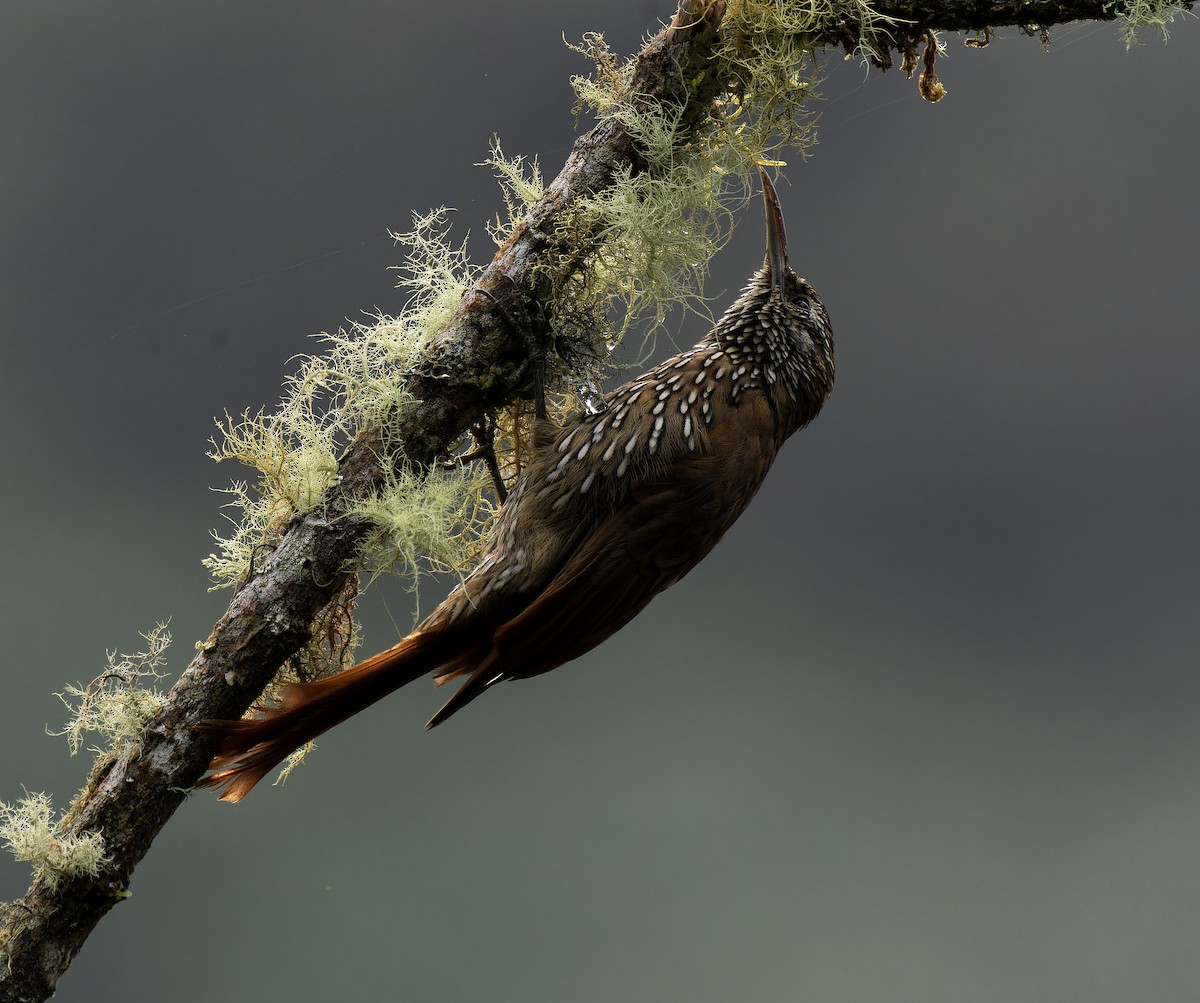 Montane Woodcreeper - ML615780114