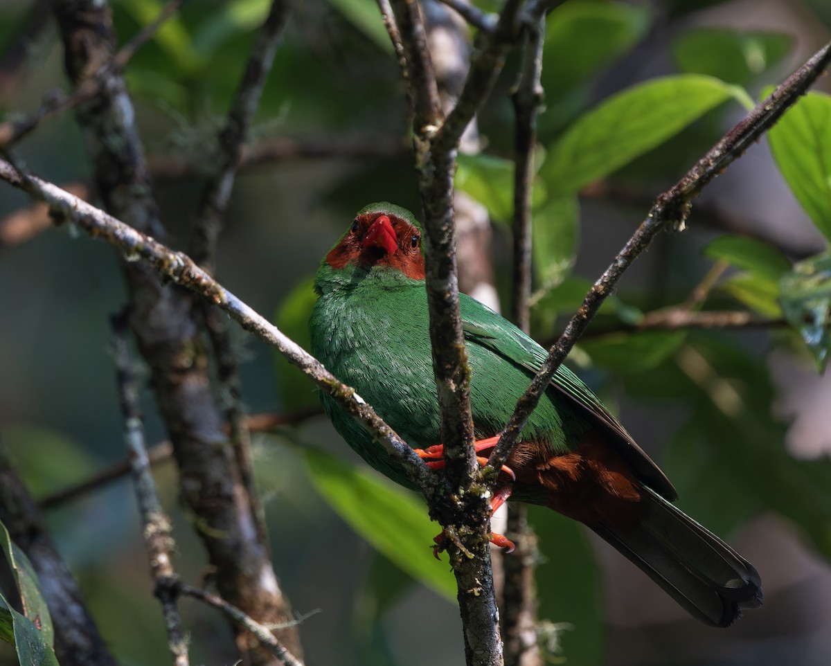 Grass-green Tanager - Ricardo Cardona