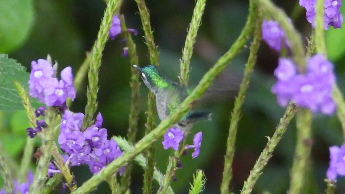 Mor Başlı Kolibri - ML615780121