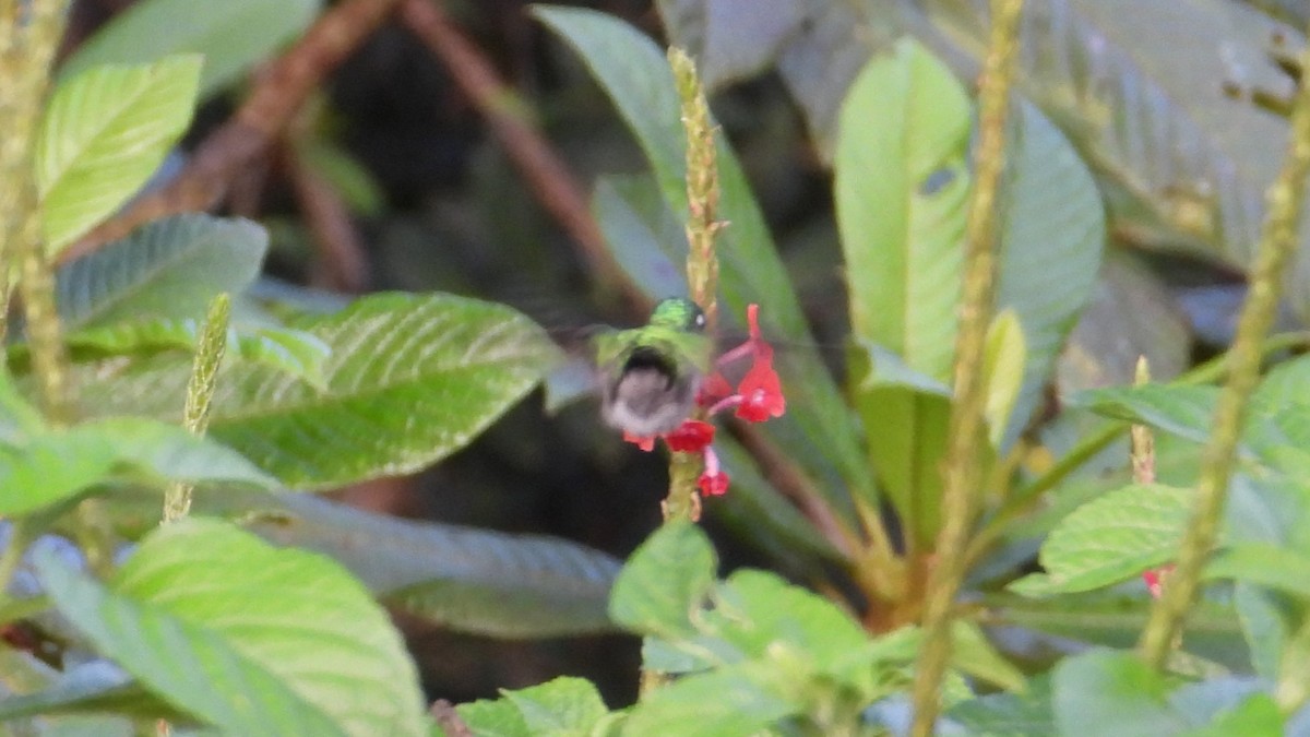 Violet-headed Hummingbird - ML615780122