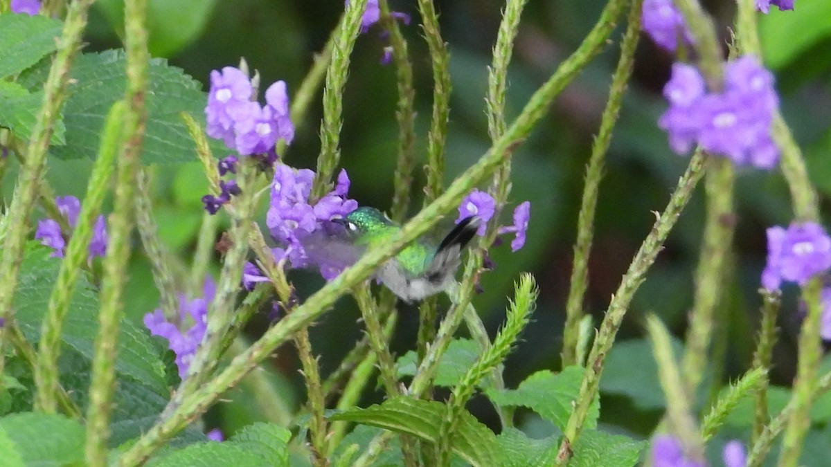 Colibri à tête violette - ML615780125