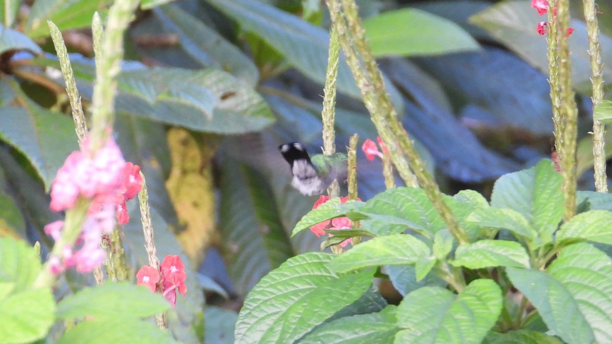 Violet-headed Hummingbird - ML615780126