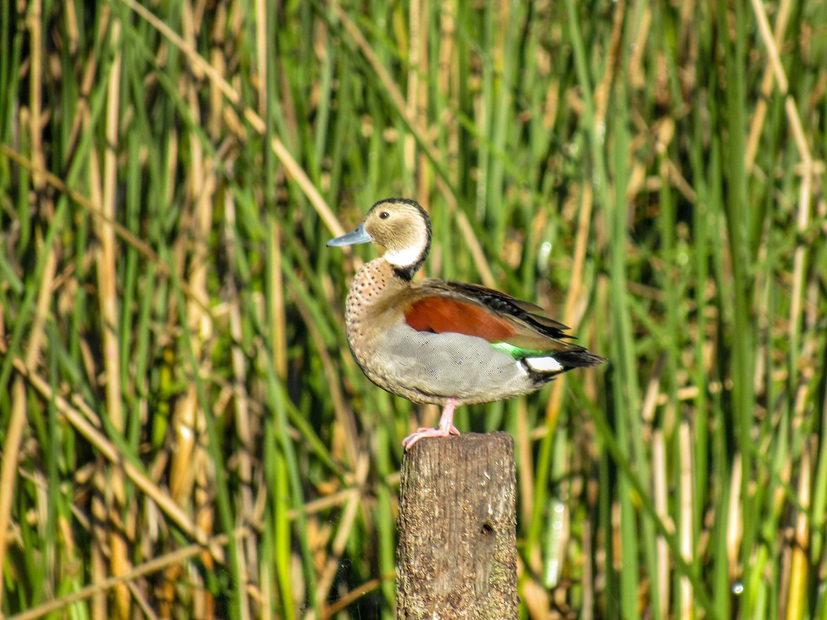 Ringed Teal - ML615780132