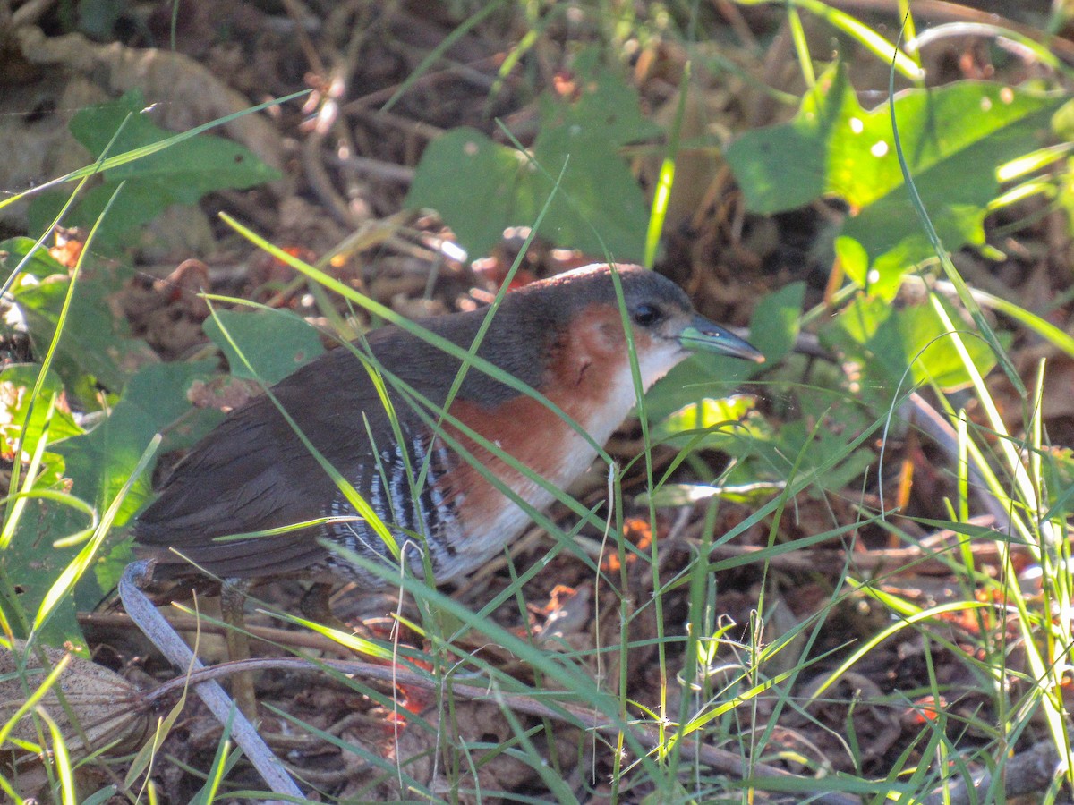 Rufous-sided Crake - ML615780150