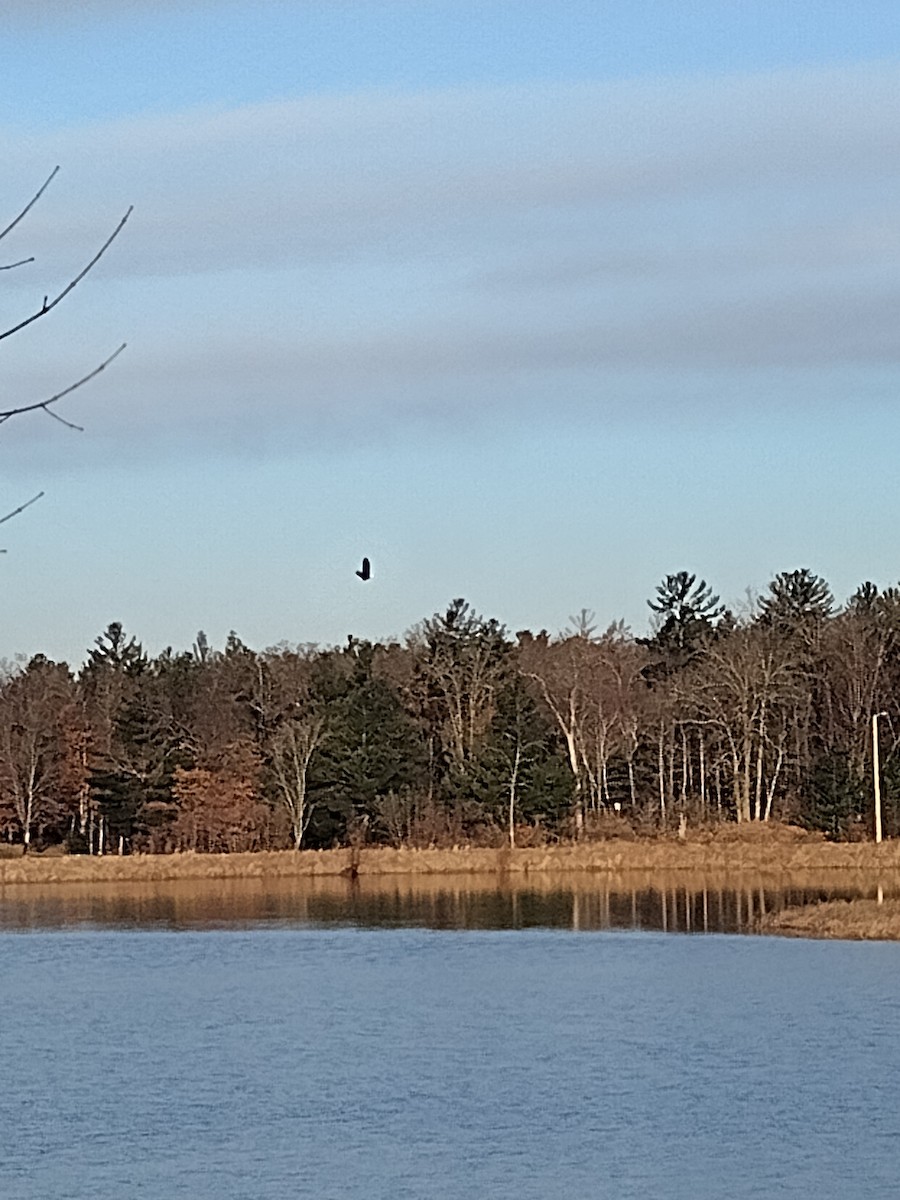 Bald Eagle - ML615780175