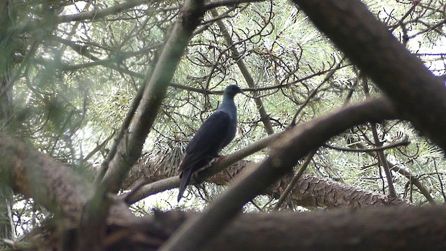 Black Wood-Pigeon - ML615780203
