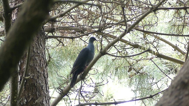 Black Wood-Pigeon - ML615780208