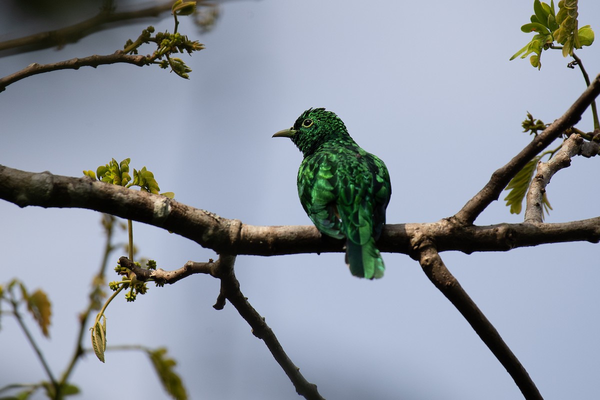 African Emerald Cuckoo - Niels Geelen
