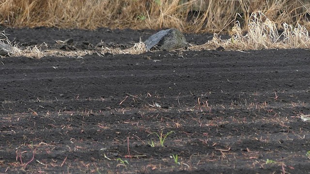 Eastern Yellow Wagtail - ML615780246