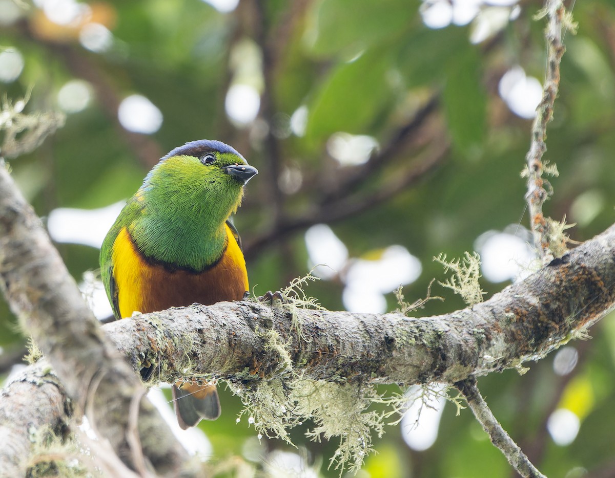 Chestnut-breasted Chlorophonia - ML615780311