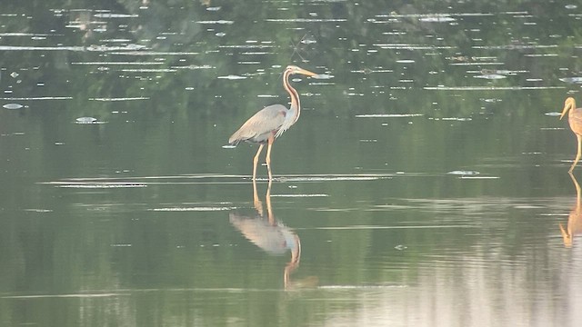 Purple Heron - ML615780317