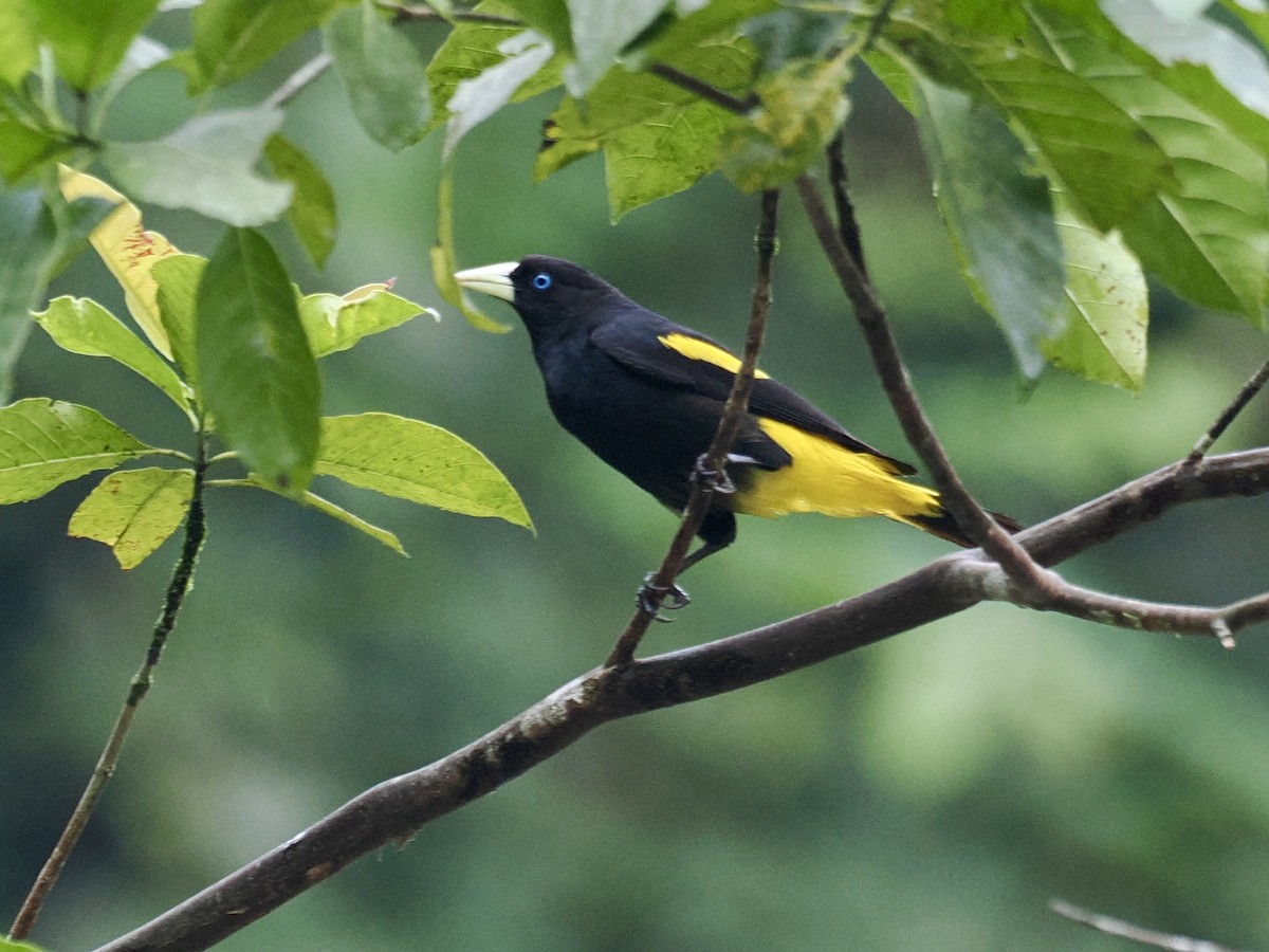 Yellow-rumped Cacique (Amazonian) - ML615780339