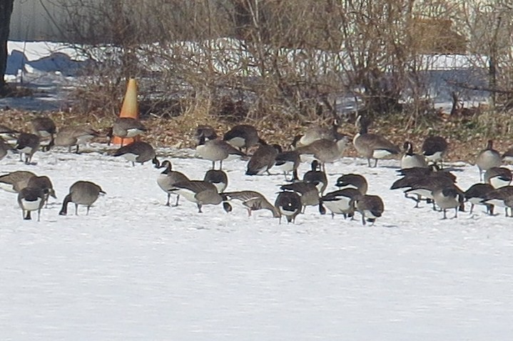 Greater White-fronted Goose - ML615780345
