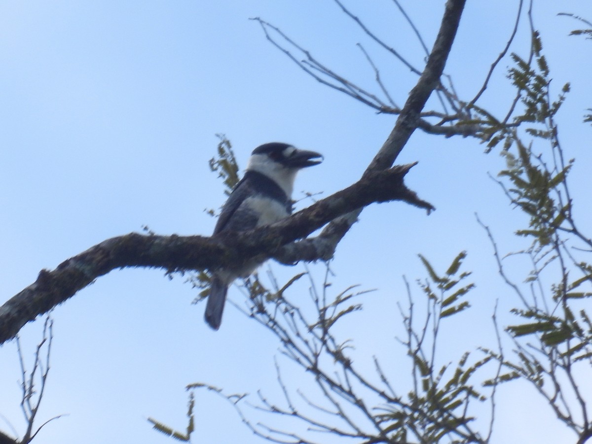 Guianan Puffbird - ML615780348